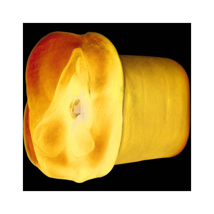 Apollo masturbador a doppia densità azul